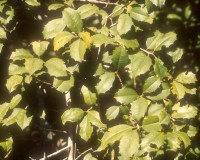 ilex opaca 1.jpg